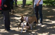 Tres gossos han trobat casa gràcies a la 3a Fira d'adopcions d'animals abandonats