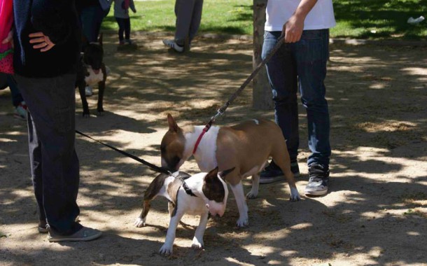 Tres gossos han trobat casa gràcies a la 3a Fira d'adopcions d'animals abandonats