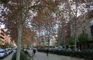 L'Ajuntament podarà els arbres de la rambla de l'avinguda de l'Onze de Setembre