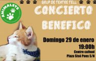 Animalets organitza un concert per recaptar fons per a la cura de gats del seu refugi