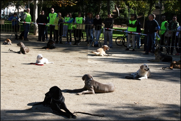 Diumenge, se celebrarà la 15a Exposició canina de la Llagosta