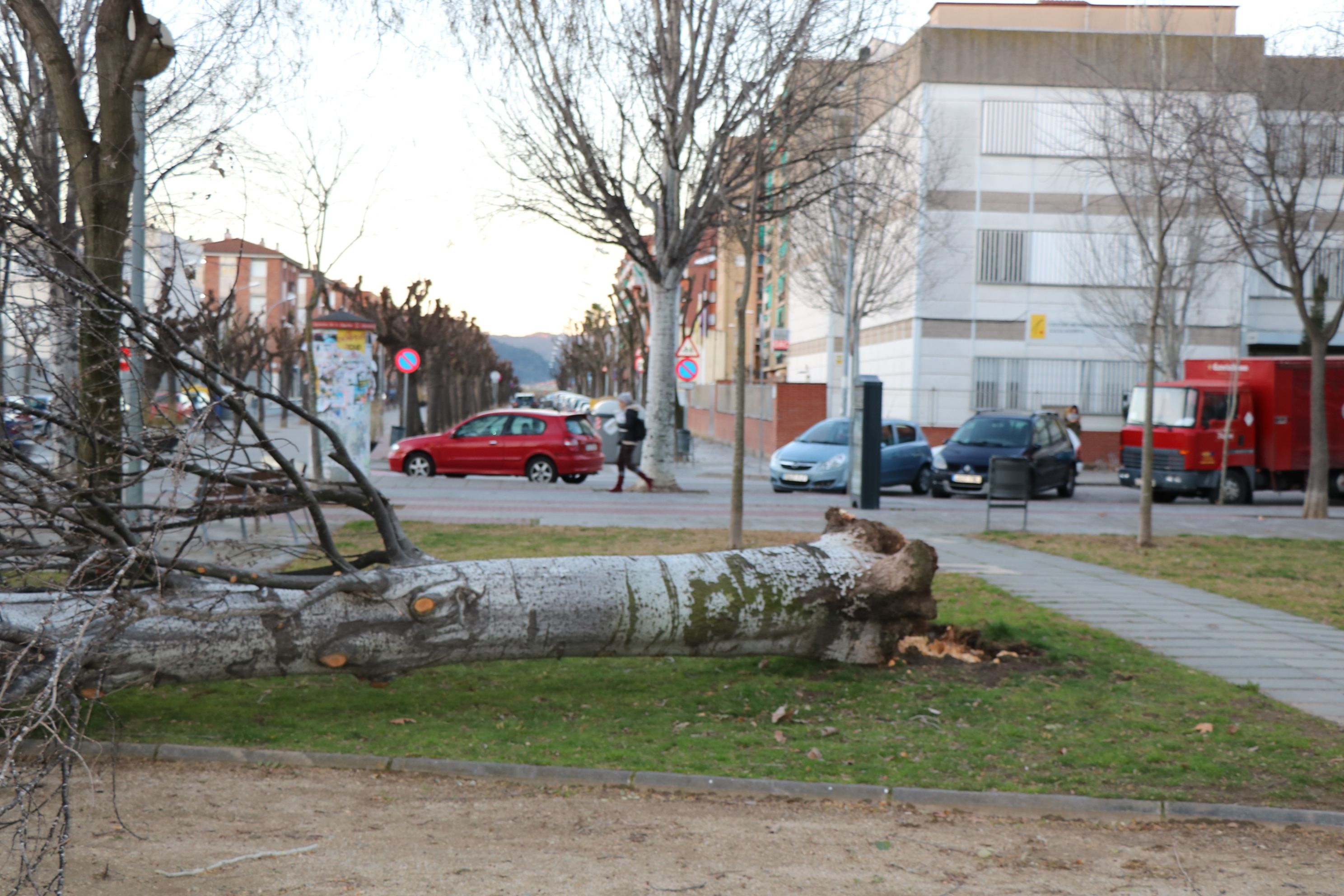 El vent d'aquesta matinada ha provocat la caiguda de dos arbres
