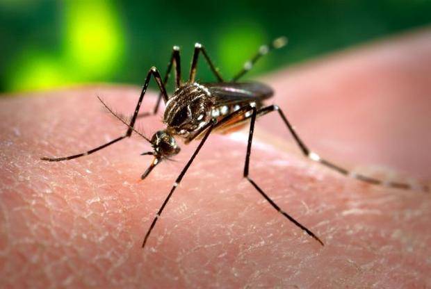 L’Ajuntament i la Diputació realitzen avui dimarts una diagnosi sobre la situació dels mosquits a la Llagosta