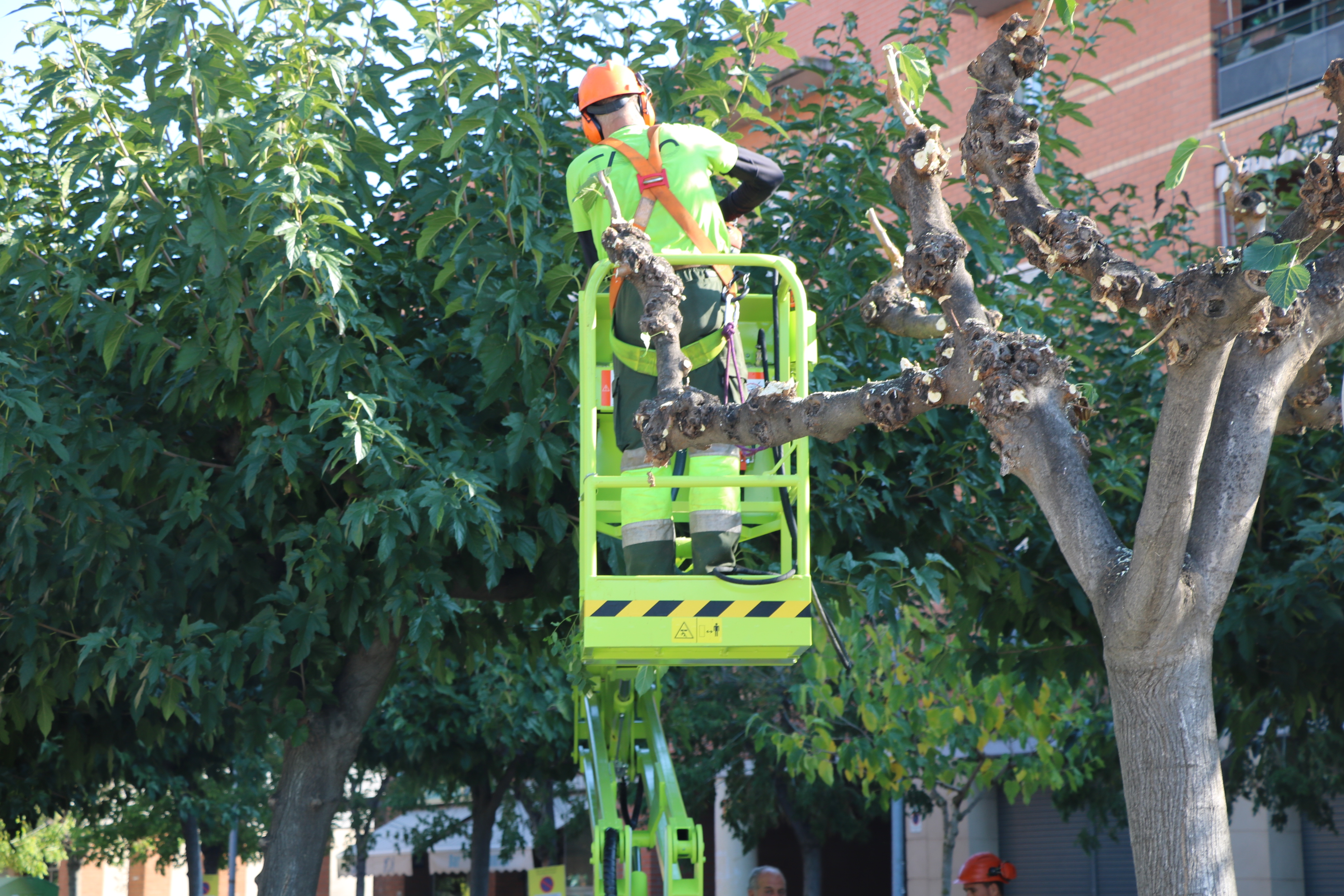 L'Ajuntament inicia la poda anual de 1.400 arbres
