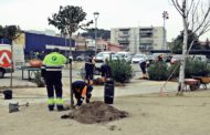 L'Ajuntament renova 80 arbres a diferents espais