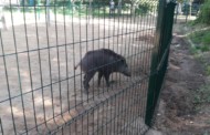 Un porc senglar es passeja pels carrers de la Llagosta