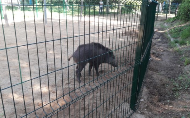 Un porc senglar es passeja pels carrers de la Llagosta